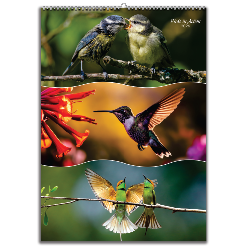 Birds in Action (EXBIA)